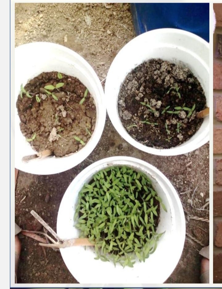 Biochar - zeytin atıklarıyla yapılan toprak analizleri